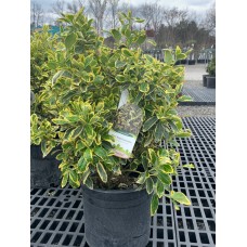 Silver King Euonymus 3Gal